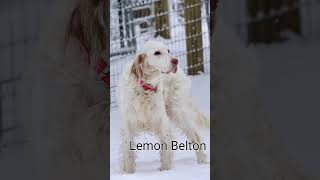 English setters and their colors englishsetter [upl. by Enyaj468]