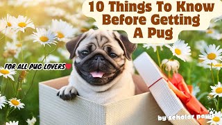 10 Things to Know Before Getting A Pug🐶 pug dog puglovers pugdog knowledge mustknow [upl. by Alyaj]