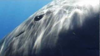 Sperm Whale Greeting [upl. by Sagerman590]