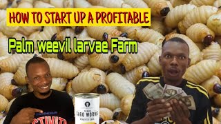 How To Start Up A Profitable Palm Weevil Larvae Farm [upl. by Fabrianna248]