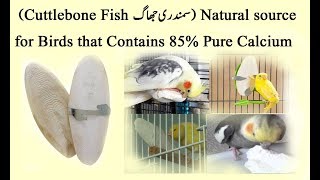 Cuttlebone Fish samandari jhag Natural source of Calcium For Birds [upl. by Acirem764]