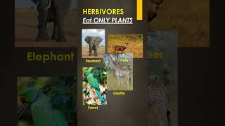 Types of Animals HERBIVORES CARNIVORES OMNIVORES SCAVENGERS [upl. by Hayikat]