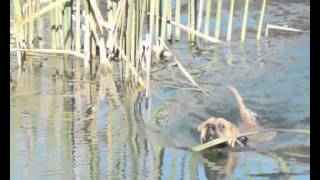 HUNTING DUCKS WITH TRADITIONAL SHAR PEI EFIALTIS HL KYNON MELATHRON [upl. by Suzetta]