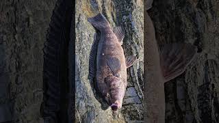 tautog fishing  jamestown Rhode island 103124 [upl. by Ydennek543]