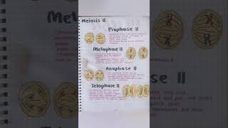 meiosis 2 by medical 20 meiosis [upl. by Angeli]