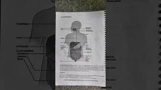 Human digestive system 🔥ytshots shorts digestivesystem [upl. by Bentley]