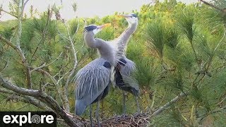 Great Blue Heron Mating Dance [upl. by Pellikka124]