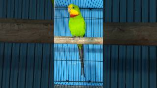 Barraband Parrot 😍 birdshouse youtubeshorts BirdsHouse24 [upl. by Hendrickson]