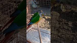 Eta nilam 2024conure parrotgreenchikcanureshort [upl. by Winstonn]