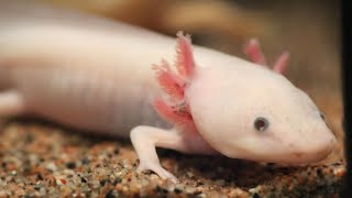 Ajolote Ambystoma mexicanum especie en grave peligro de extinción salvada por acuaristas👏👏 [upl. by Asiat]