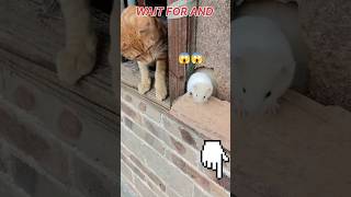 cat short video  Cat funny video  Cat comedy videos  Cat voice  Cat video  short shortviral [upl. by Kristen223]