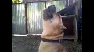 Presa Canario howl [upl. by Learsi]