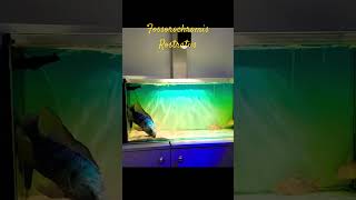 MMA Shorts  African Cichlid  Lake Malawi Cichlid africancichlid malawicichlid cichlid fish [upl. by Luaped]