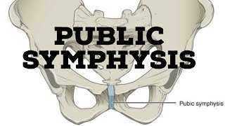 Pubic symphysis joint [upl. by Eremehc]