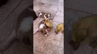 Cute puppies with ducks asadbrohi puppy germanshepred funnyanimals dogs cute pets [upl. by Fauch]