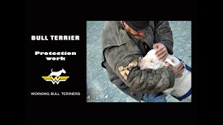 Bull Terrier Protection Work [upl. by Dugas577]