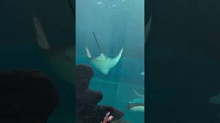 Stingray or pagi shortvideo stingray pagi [upl. by Gisele447]