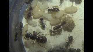 Lasius fuliginosus 1 explication dune super parasite [upl. by Eendyc]