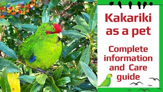 Kakariki as a pet – Complete information and care guide [upl. by Eisiam]