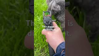 The puppy is disobedient  SORRY DOG My fault The gun is a toy There is no launch function [upl. by Wehttam]