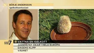 Vattna en igelkott  delades 18 000 gånger på sociala medier  Nyhetsmorgon TV4 [upl. by Nnahoj]