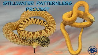 New Project Revealed  Stillwater Hypo Patternless [upl. by Arliene]