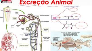 Excreção Animal 1  Principais Excretas Nitrogenadas e Tipos de Excreção nos Animais [upl. by Rondi]