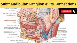 Submandibular Ganglion amp Its Connections Anatomy mbbs education bds headandneckanatomy ganglia [upl. by Latimer]