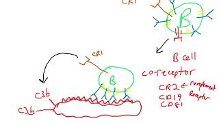 B cell coreceptor [upl. by Hnamik]