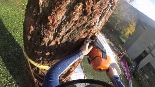 Helicopter tree removalfelling [upl. by Daisi]