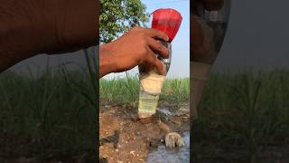 How to made algae filter experiment algae water [upl. by Tacita415]