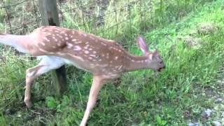 Baby deer stuck in fence [upl. by Imogene]