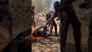 Cooking a giant baboonfoodbaboonAfricahadzabetribe [upl. by Maryly]