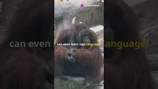 Orangutan vs Chimpanzee Ultimate Showdownshortvideo facts trendingtrendingshorts youtubeshorts [upl. by Lynnelle118]