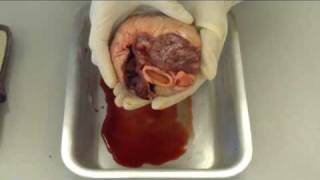 Pig Heart Dissection [upl. by Mollie]