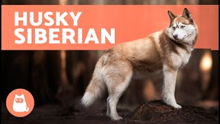 The SIBERIAN HUSKY 🐺 Origin Characteristics Character and Care [upl. by Kally]