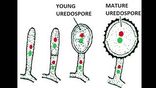 Uredospores of Puccinia graminis tritici 1 [upl. by Hackney]