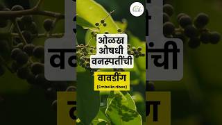 वावडिंग  Embelia ribes  औषधी वनस्पती  medicinal plant [upl. by Meehaf89]