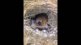 bird  White rumped Munia waiting Bird life Nest [upl. by Amilb]