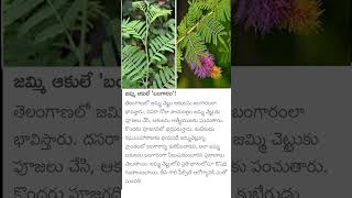 benefits of Shami tree  jammi tree benefits [upl. by Akinal]