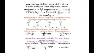 Enzyme types recognizing types of reactions catalyzed amp protease mechanisms [upl. by Krefetz]