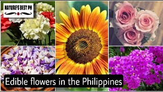 15 Edible flowers in the Philippines  Edible flowers  Natures best ph [upl. by Herries]