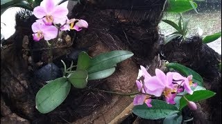 Phalaenopsis pulcherrima  Doritis pulcherrima  how to grow orchid [upl. by Rebm]