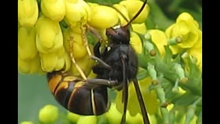 Frelons asiatiques sur Mahonia du Japon 11 novembre 2024 [upl. by Soneson480]