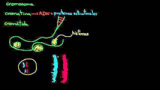 Cromosomas cromátidas cromatina etc  División celular  Biología  Khan Academy en Español [upl. by Burkle843]