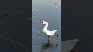 Il lago dei cigni corsivi❤️🤣🦆 [upl. by Dnalro]