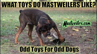 What Toys do Mastweilers like ANYTHING even a SHOVEL [upl. by Drucy293]