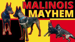 HyperDominant Belgian Malinois wants to Bully his Way through Life Will We Put a Stop to it [upl. by West]