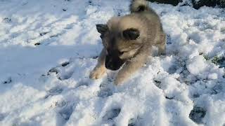 Eurasier puppies in winter [upl. by Selegna]