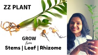 How to Grow ZZ Plant from Stems Leaves and Rhizomes Care amp Propagation  e URBAN ORGANIC GARDEN [upl. by Eugine]